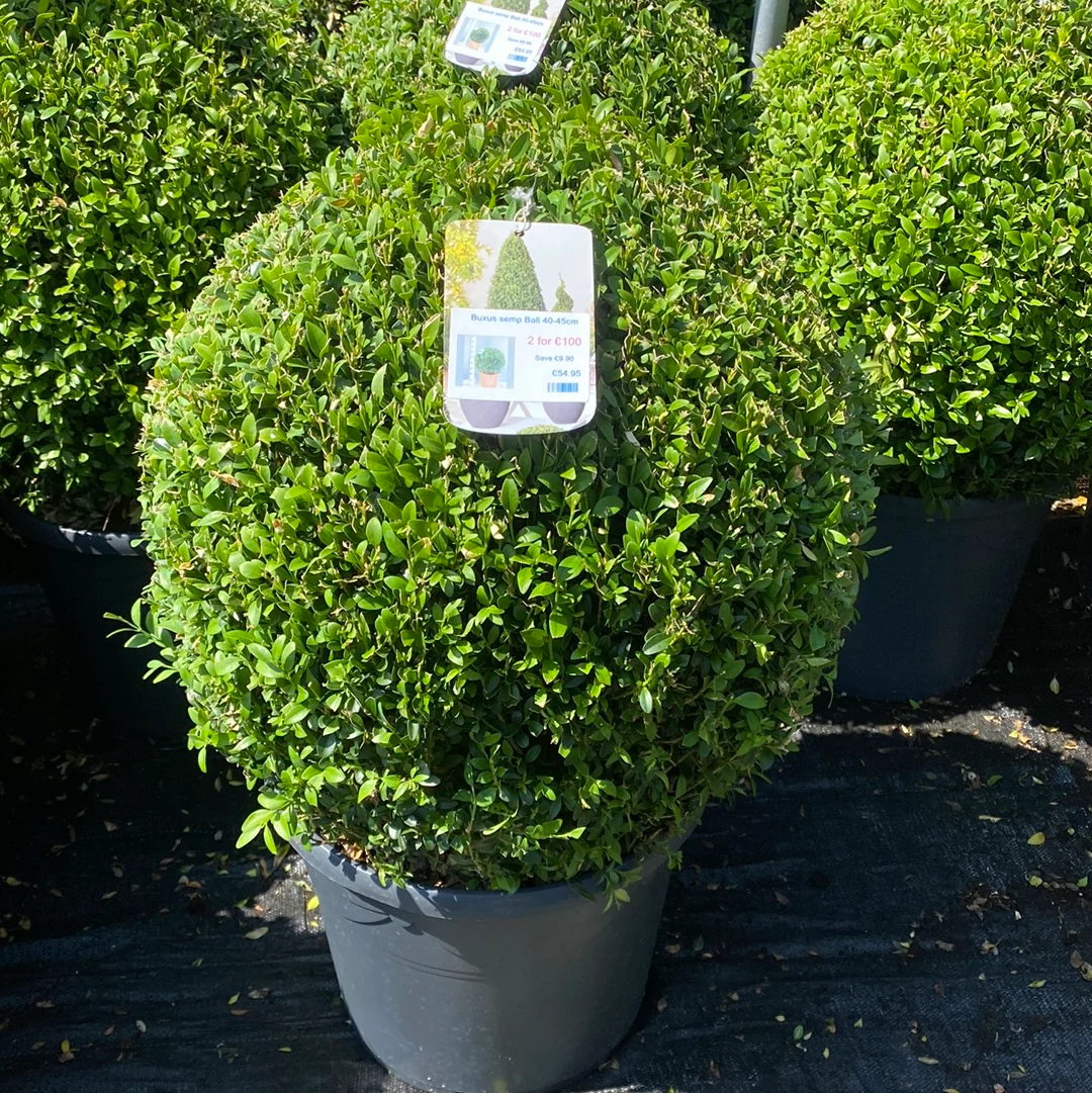 DO NOT USE Buxus semp Ball 40-45cm - Image 3