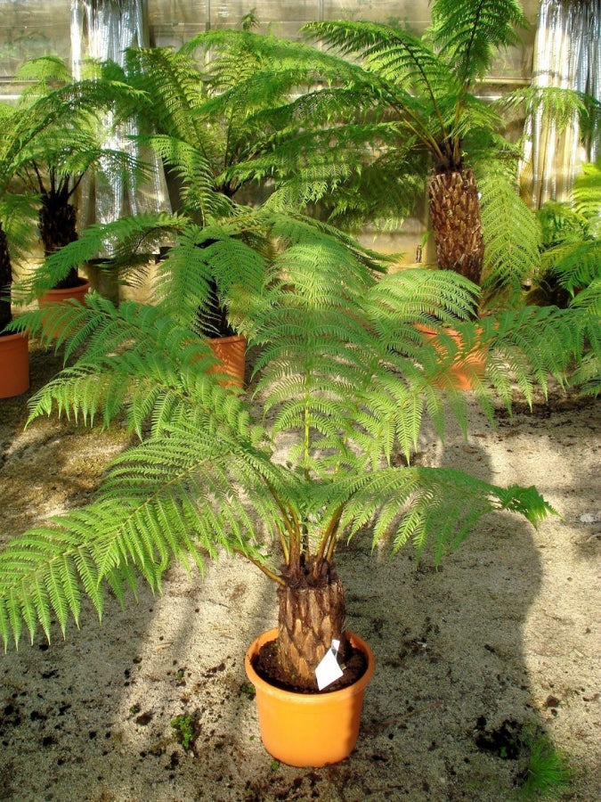 DO NOT USE DICKSONIA ANTARCTICA - Tree Fern