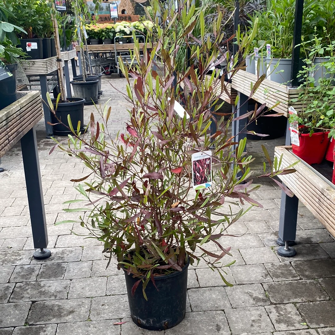DODONEA visc. Purpurea - Image 3