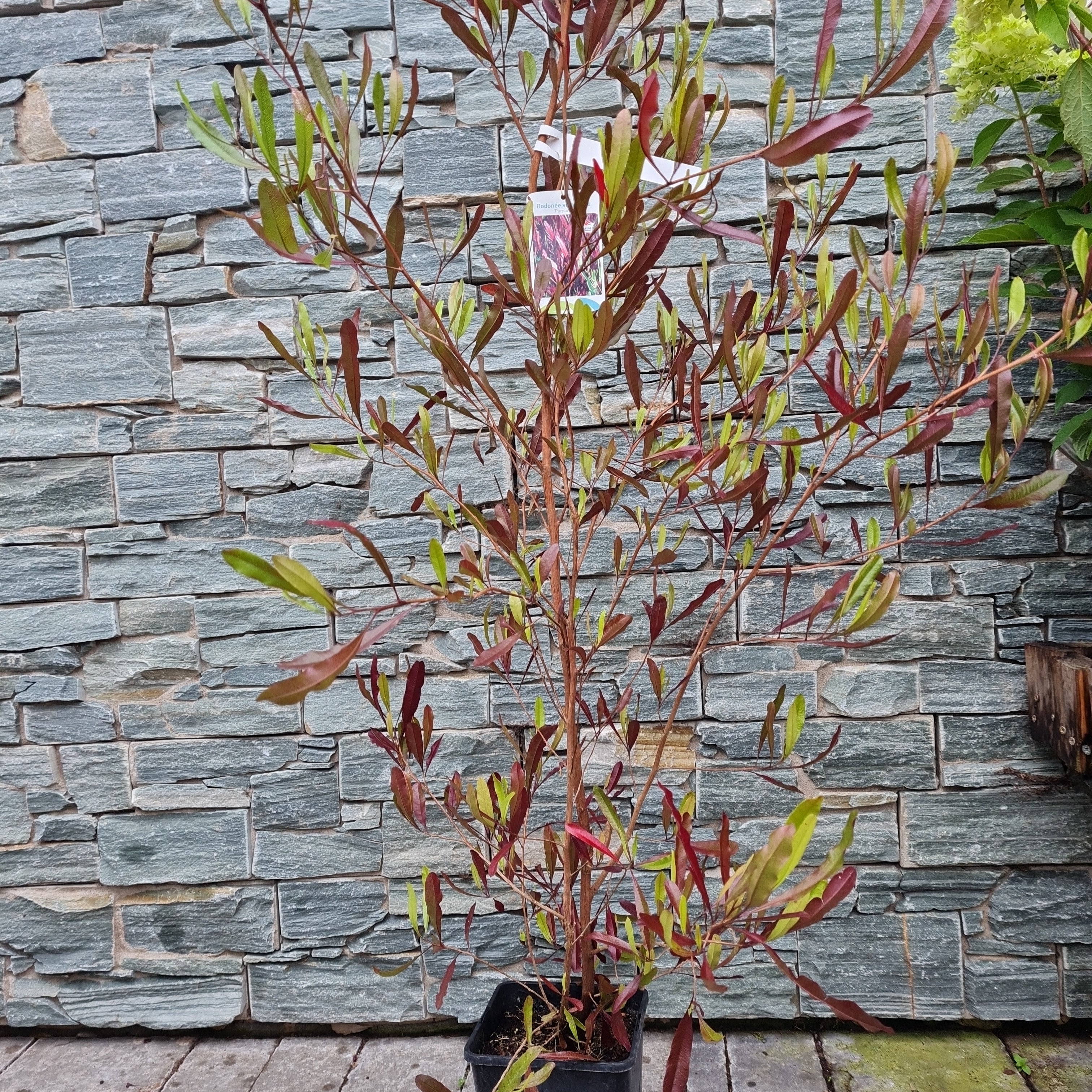 DODONEA viscosa Purpurea - Image 2