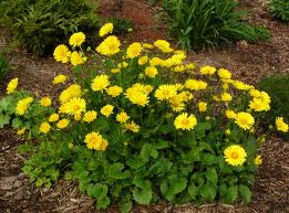 Doronicum or. Little Leo - Image 2