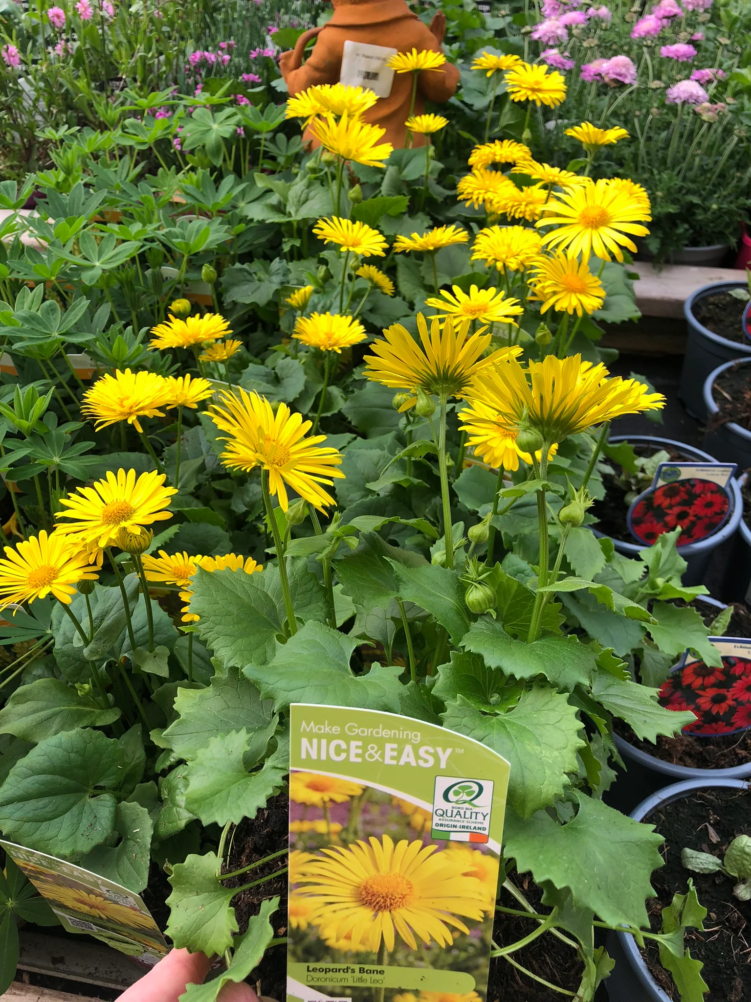 Doronicum or. Little Leo - Image 3