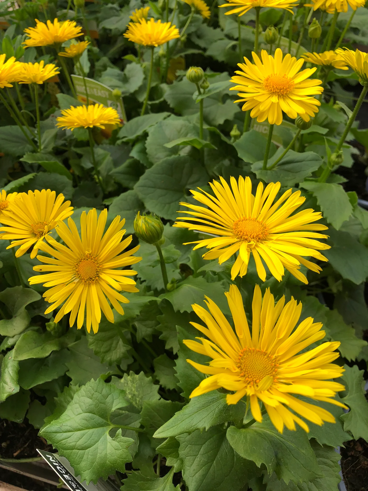 Doronicum or. Little Leo - Image 4