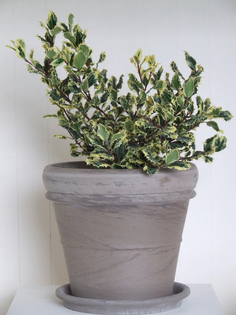 Double Border Basalt Clay 42cm