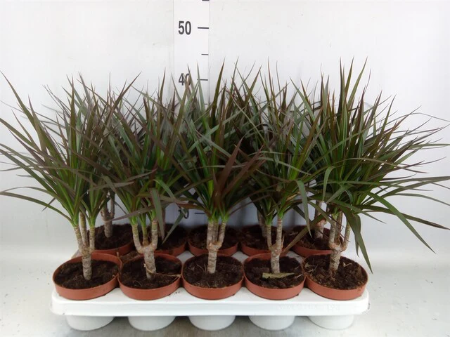 Dracaena marg. 'Magenta' single stem 3+ head