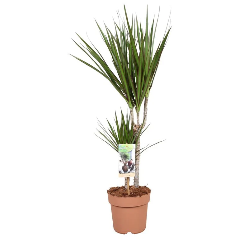 Dracaena marginata P1730+15 stem