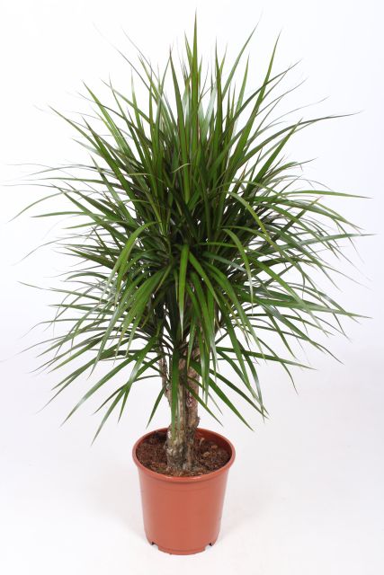 Dracaena marginata  P24
