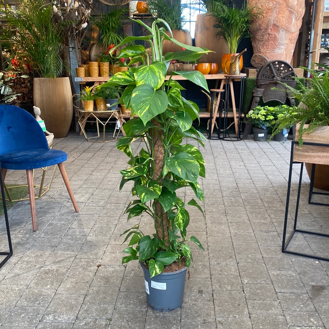Dragon-Tail Plant Epipremnum pinnatum (24cm Pot + Mosspole) - Image 2