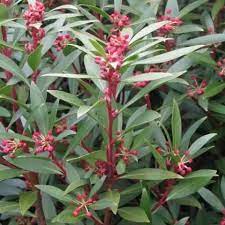 DRIMYS aromatica - Image 2