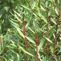 Drimys aromatica