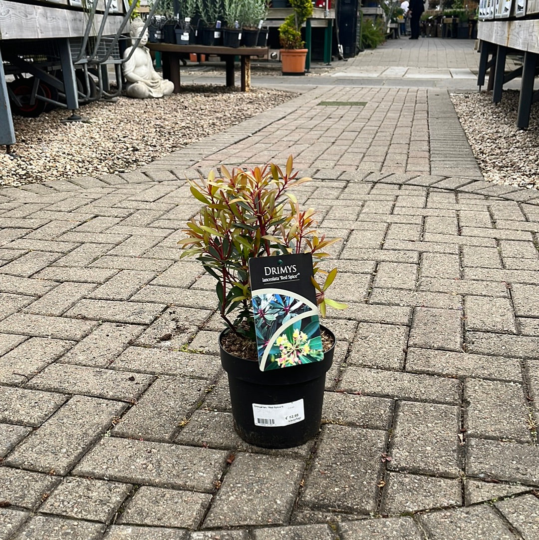 Drimys lan. Red Spice  2 Ltr pot