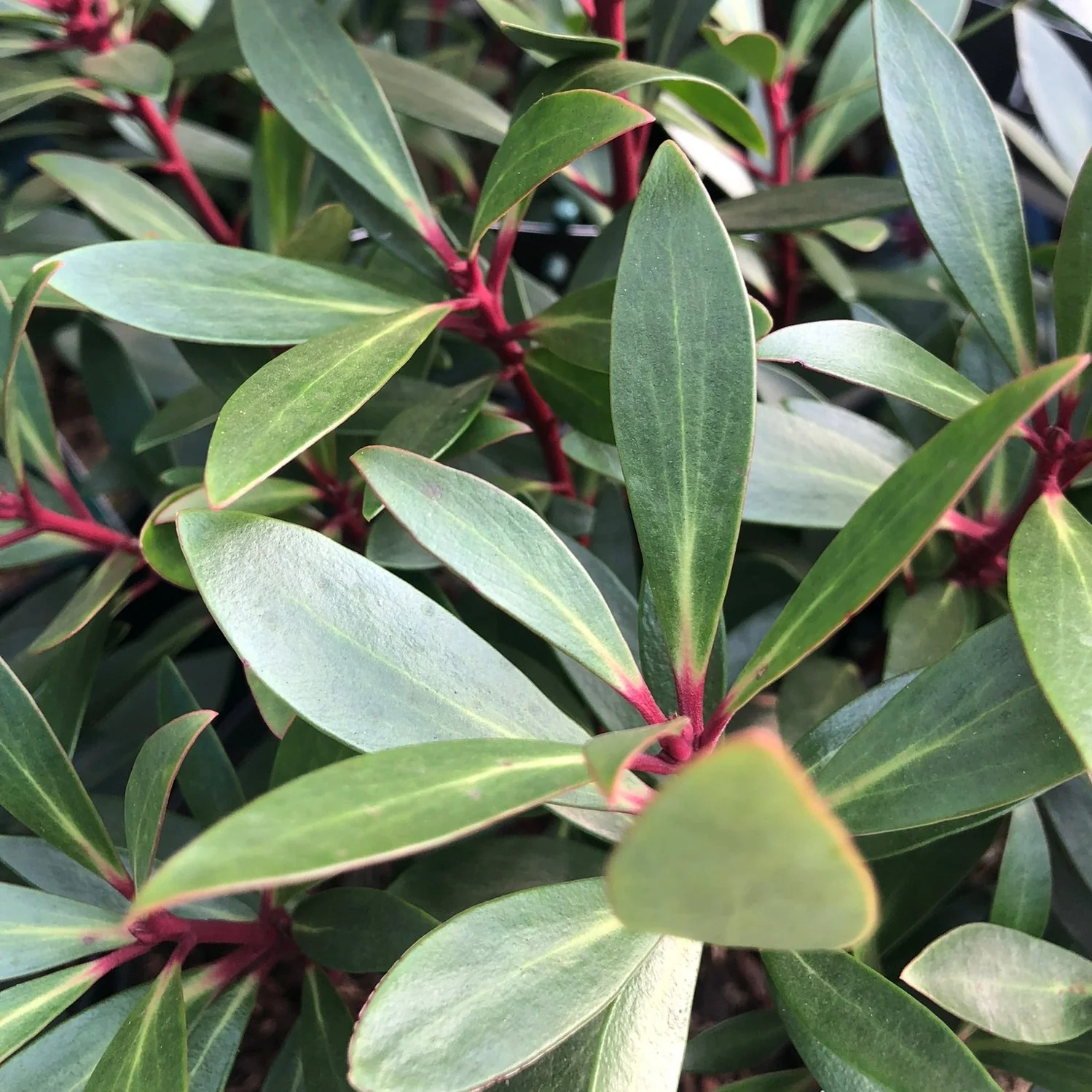 Drimys lan. Red Spice  2 Ltr pot - Image 3