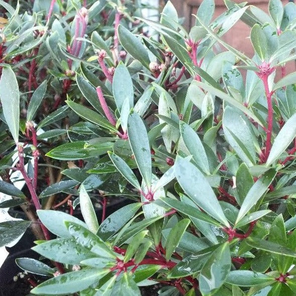 Drimys lanceolata