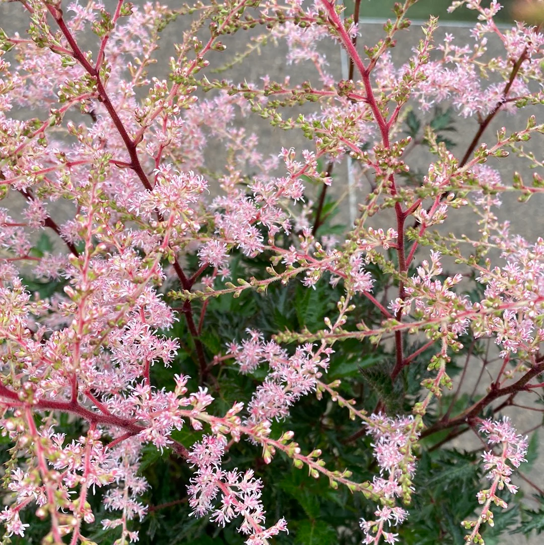 Dwarf Astilbe Astilbe Sprite (2Ltr Pot)