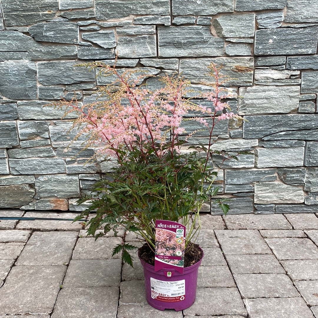 Dwarf Astilbe Astilbe Sprite (2Ltr Pot) - Image 2