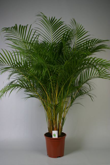 Dypsis lutescens (Areca) 100 CM - Image 2