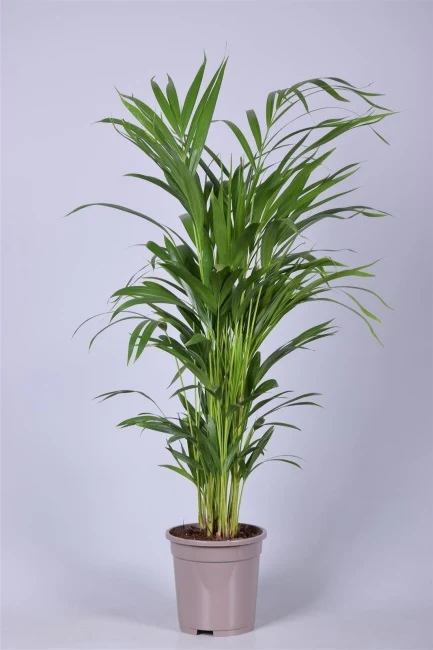 Dypsis lutescens Areca 110 CM