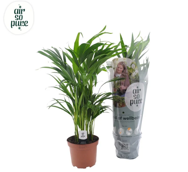 Dypsis lutescens (Areca) 55 CM