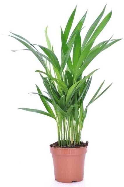 Dypsis lutescens (Areca)  P9