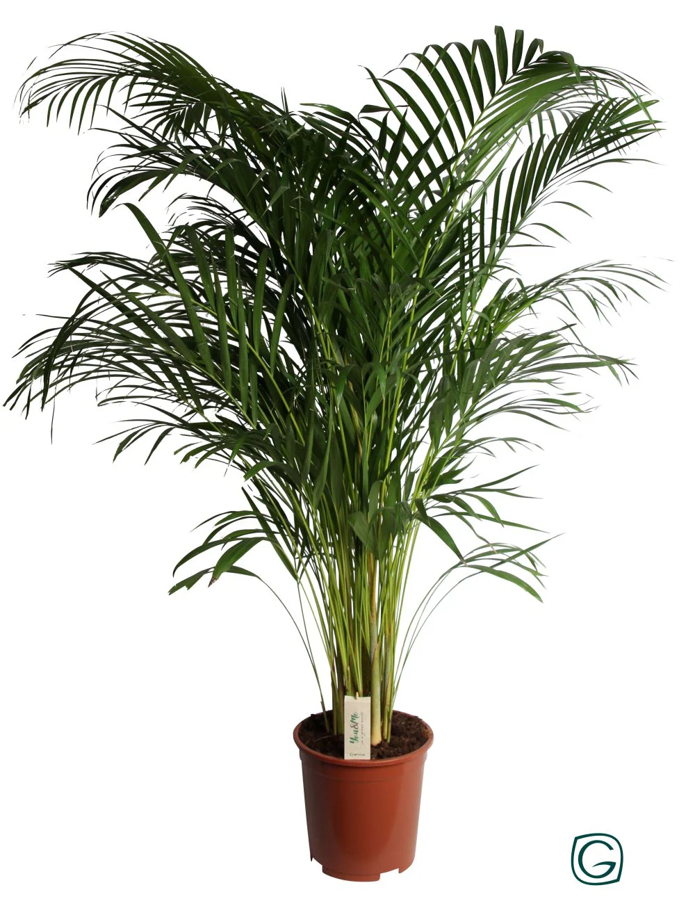 Dypsis lutescens ...Chrysalidoca . - Image 2