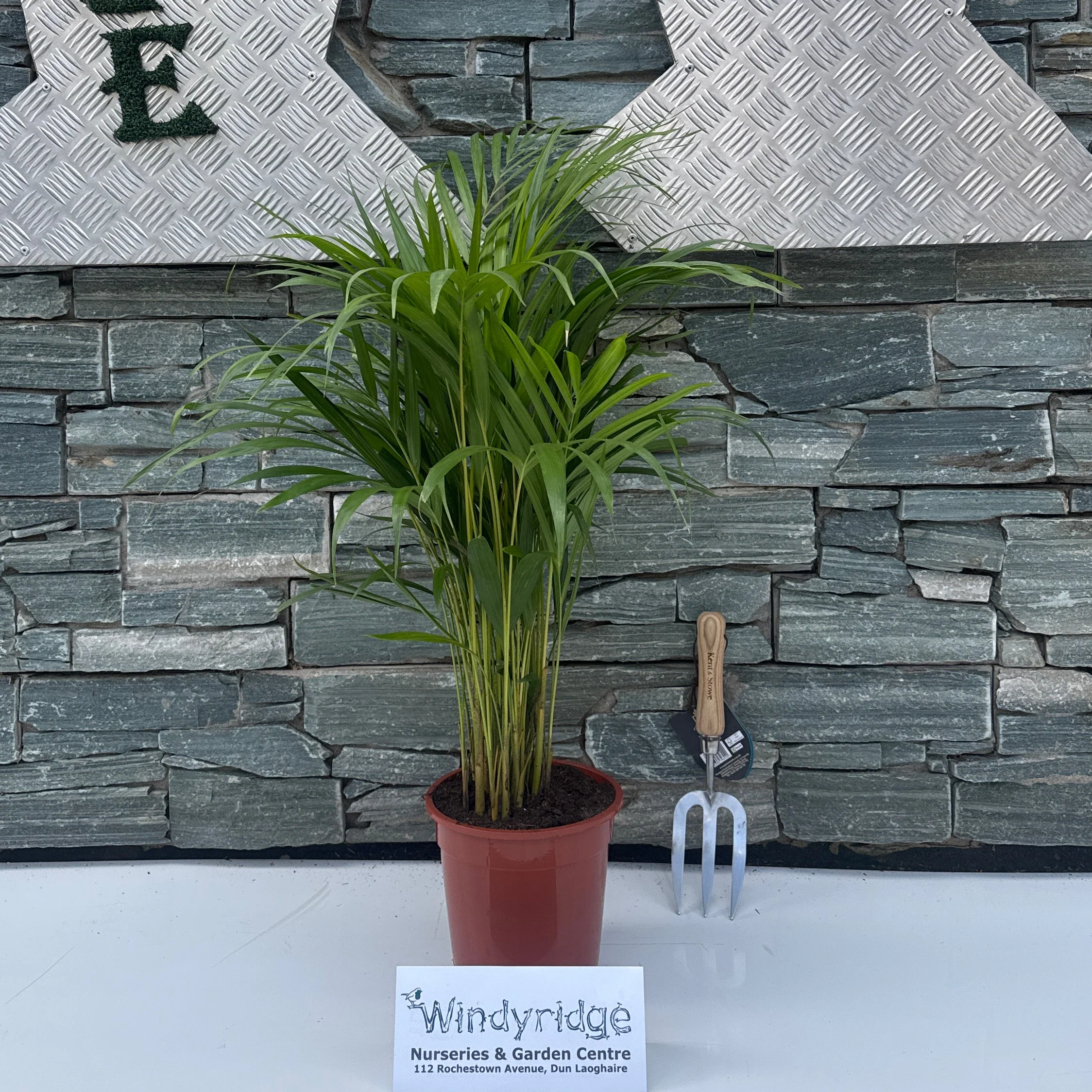Dypsis lutescens ...Chrysalidoca Areca