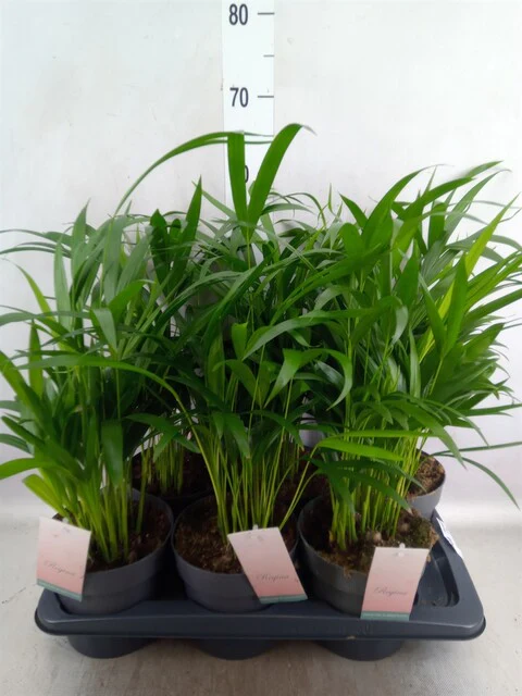 Dypsis lutescens ...Chrysalidoca Areca - Image 2