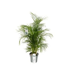 Dypsis lutescens ...Chrysalidoca + water measurer