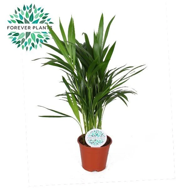 Dypsis lutescens (Forever) P14