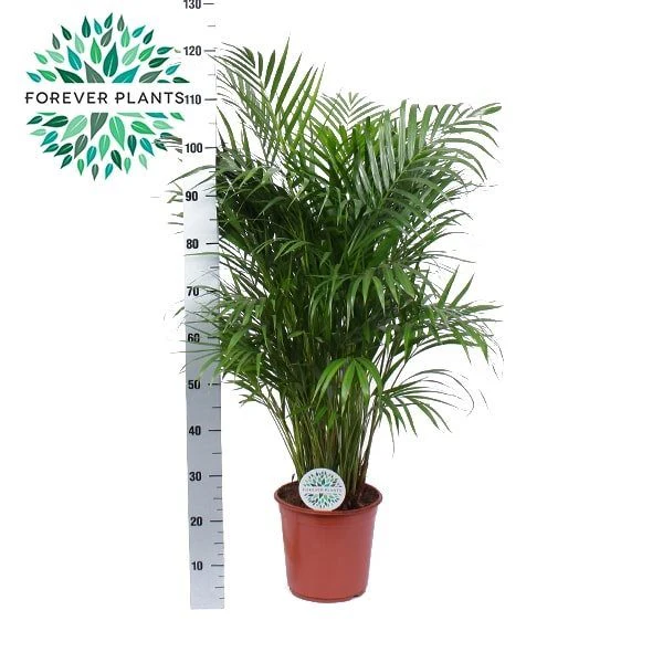 Dypsis lutescens (Forever)  P24