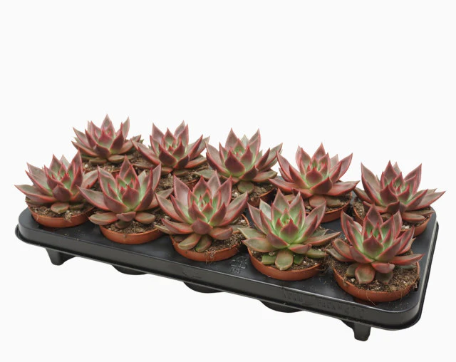 Echeveria Antaris   P10.5