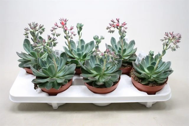 Echeveria Blue Prince