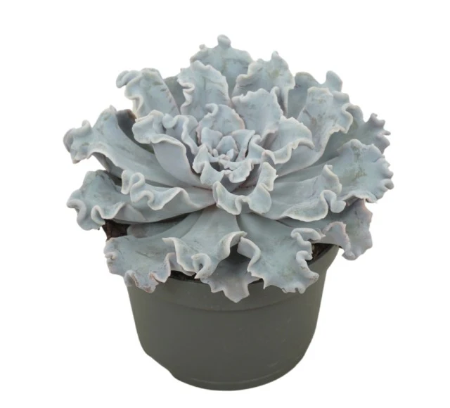 Echeveria Crispy Beauty  P13