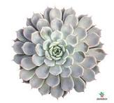 Echeveria Cuspidata Texensis Rosa - Image 2
