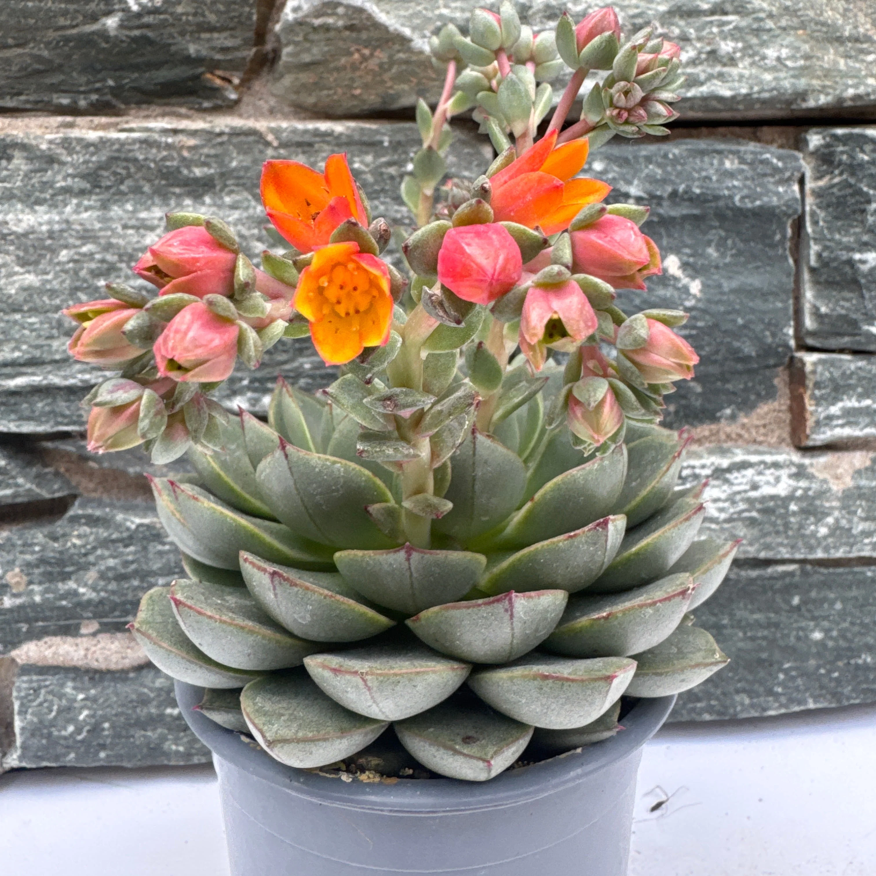 Echeveria Dondo - Image 2