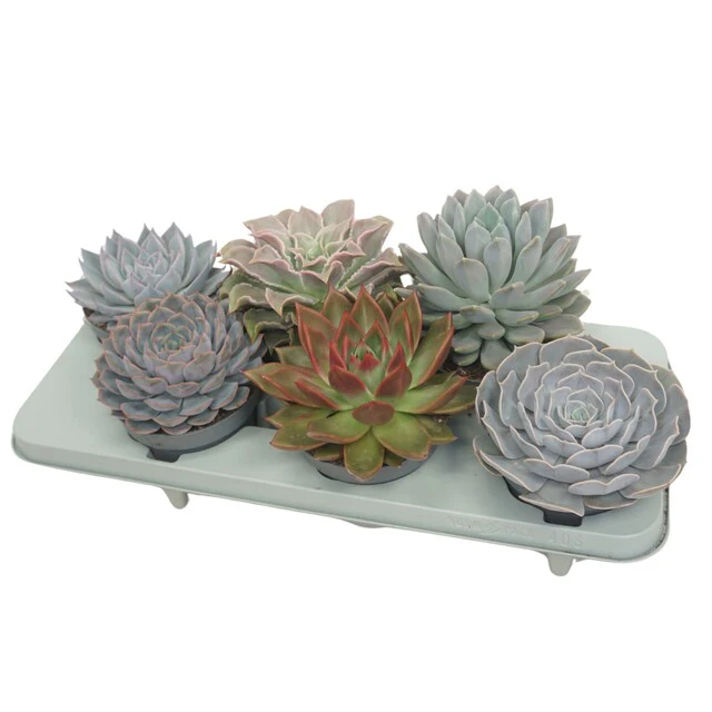 Echeveria mix p13
