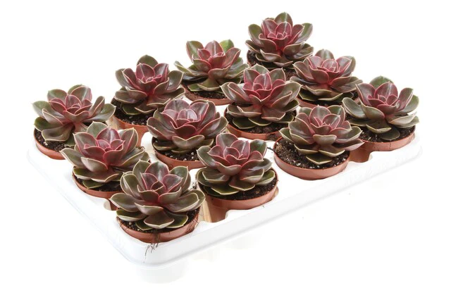 Echeveria 'Perle von Nurnberg' 'Magic Parel' - Image 2