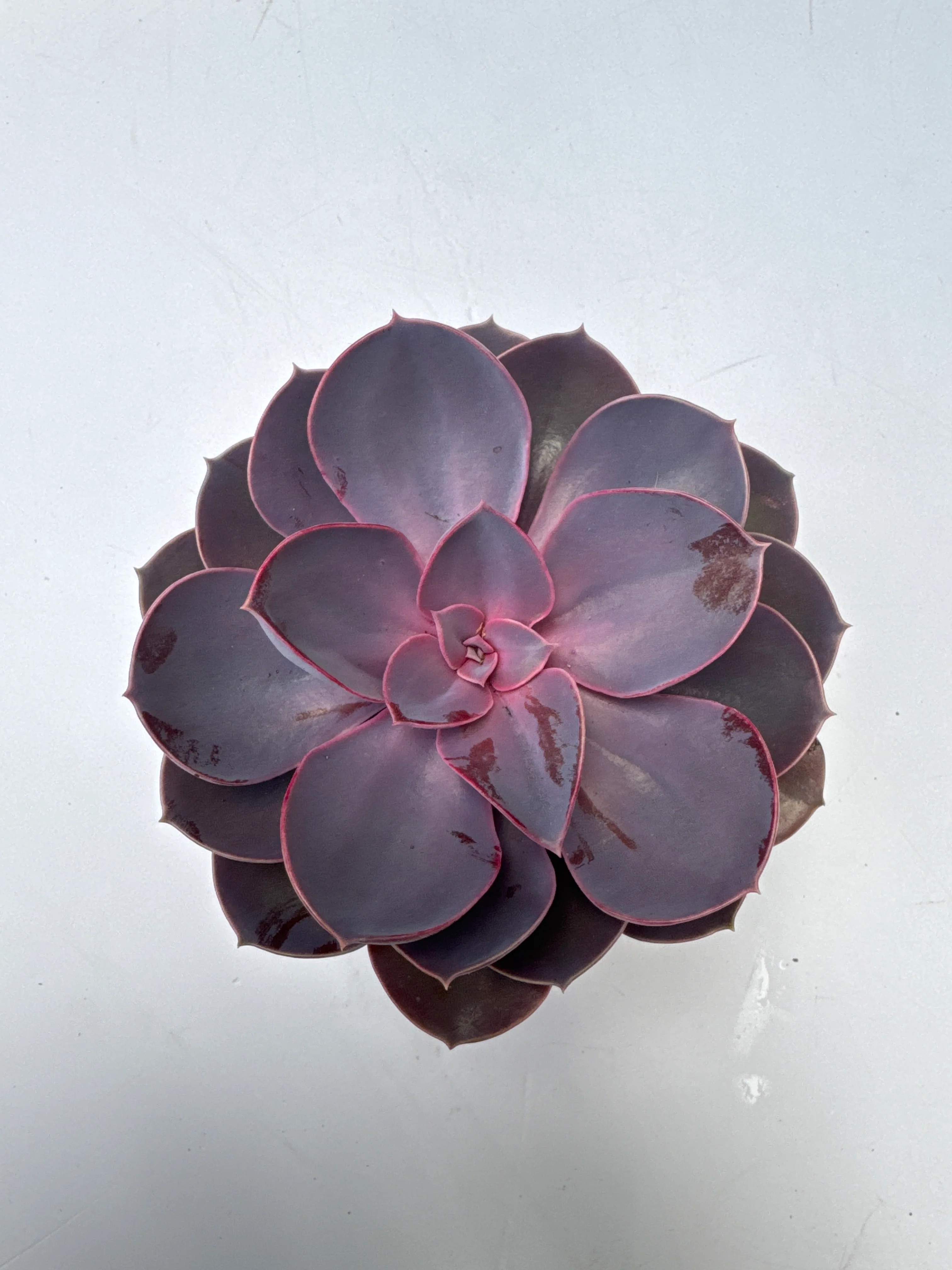 Echeveria Purple Pearl