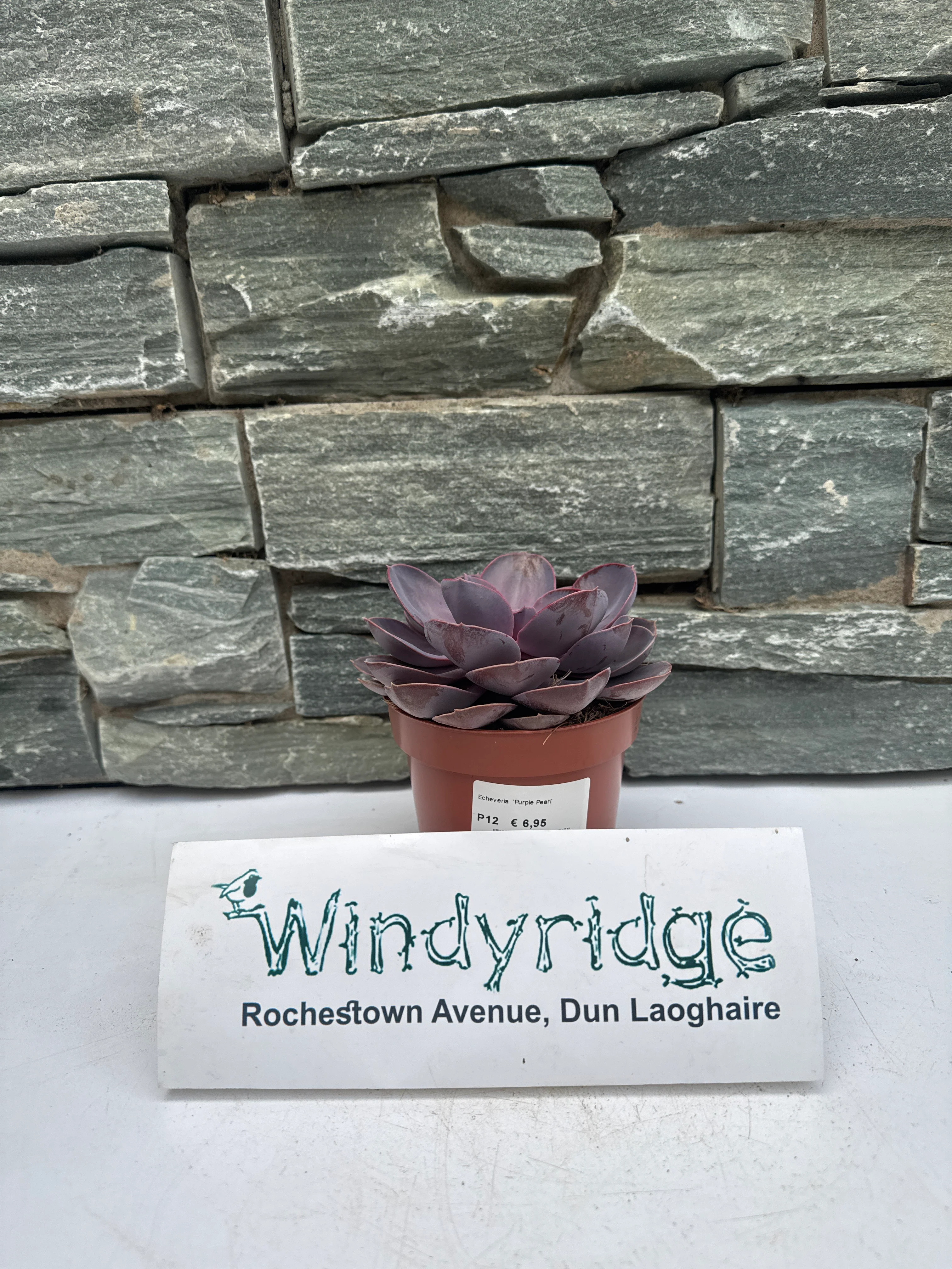 Echeveria Purple Pearl - Image 2
