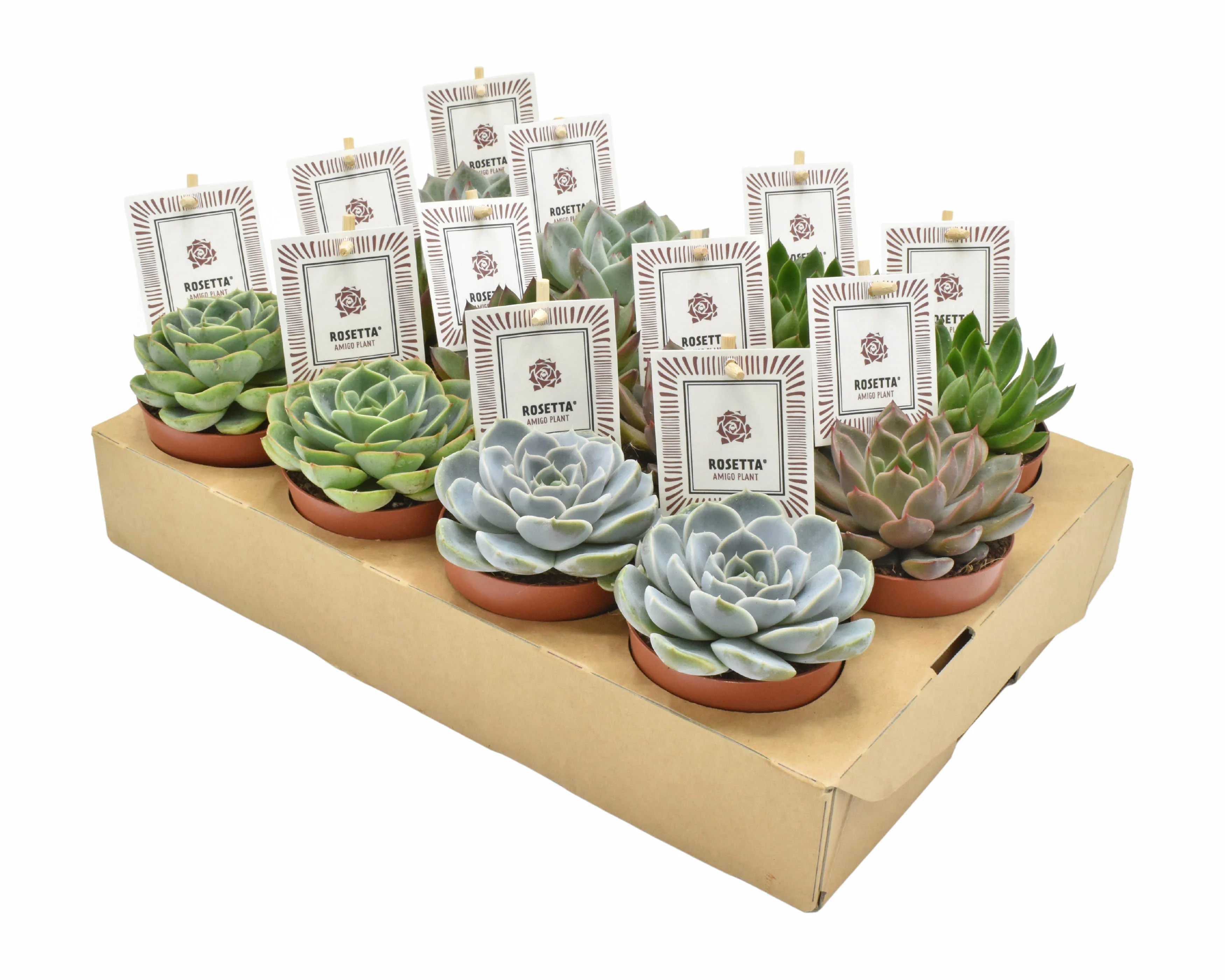 Echeveria 'Rosetta' mix . - Image 2