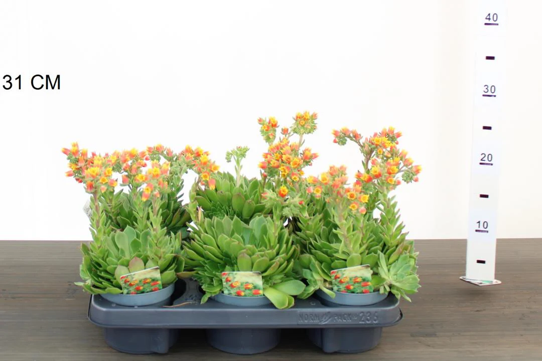 Echeveria setosa - Image 3