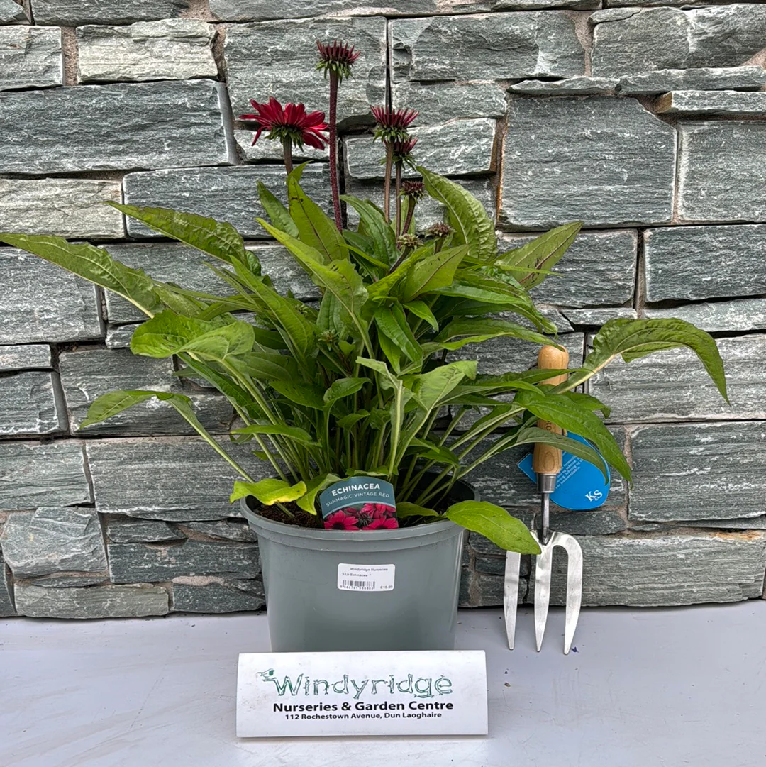 Echinacea  5 Ltr - Image 2