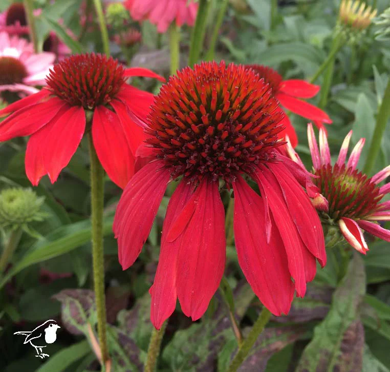 Echinacea Lakota Red