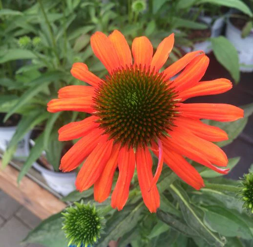 ECHINACEA p. Lakota Orange