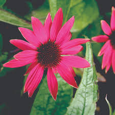 Echinacea p. Pow Wow Wild Berry - Image 2