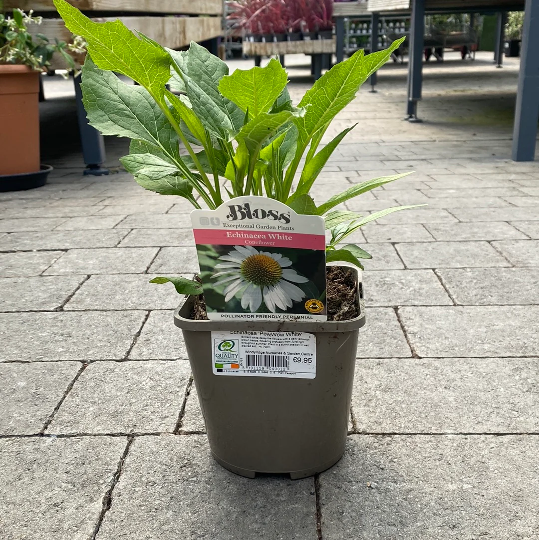 Echinacea PowWow White - Image 2