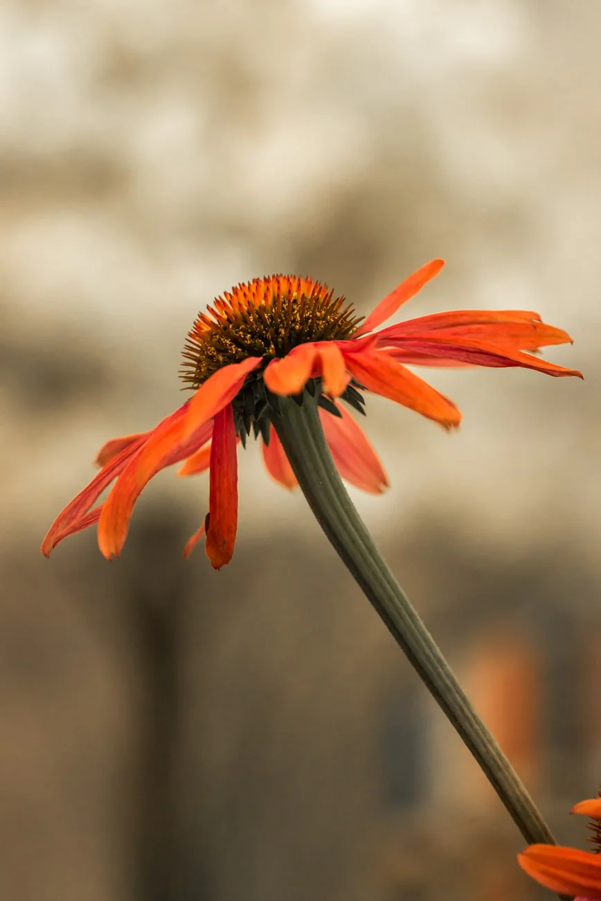ECHINACEA Prima Saffron - Image 3