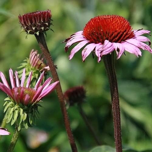 Echinacea purpurea Magnus - Image 3