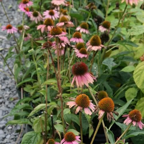 Echinacea purpurea Magnus - Image 4