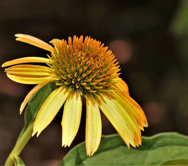 Echinacea Sombrero Poco Yellow - Image 2