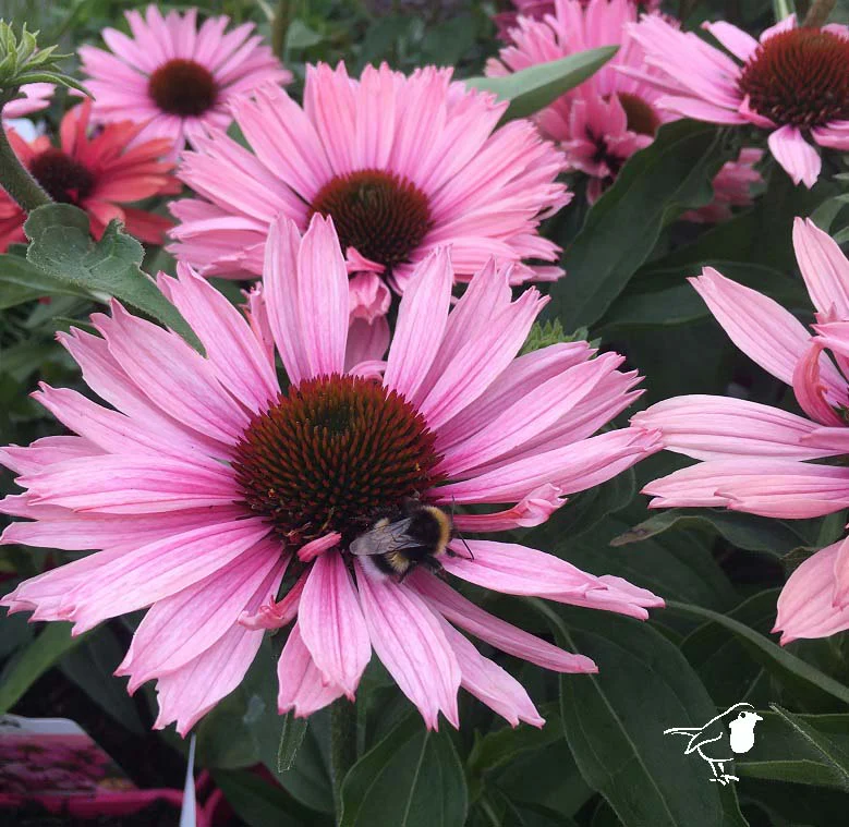 Echinacea Sunseekers Salmon